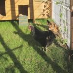 Jardin-Bricolage : Objectif : installer des poules pour avoir des œufs frais tous les jours (4/4) !