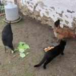 Jardin-Bricolage : Objectif : installer des poules pour avoir des œufs frais tous les jours (4/4) !