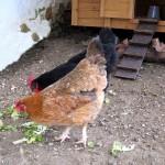 Jardin-Bricolage : Objectif : installer des poules pour avoir des œufs frais tous les jours (4/4) !