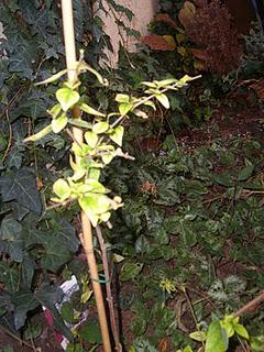 Arbuste sur tige  : exécution !