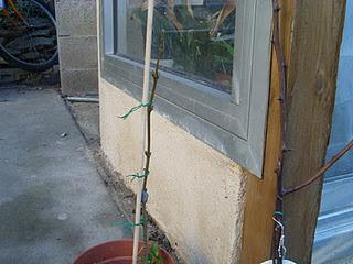 Arbuste sur tige  : exécution !