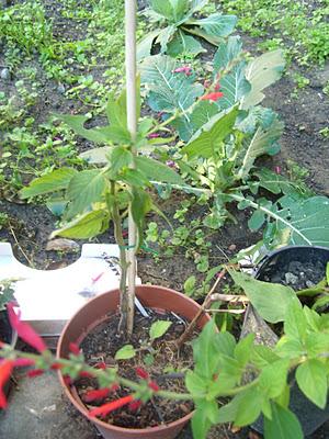 Arbuste sur tige  : exécution !