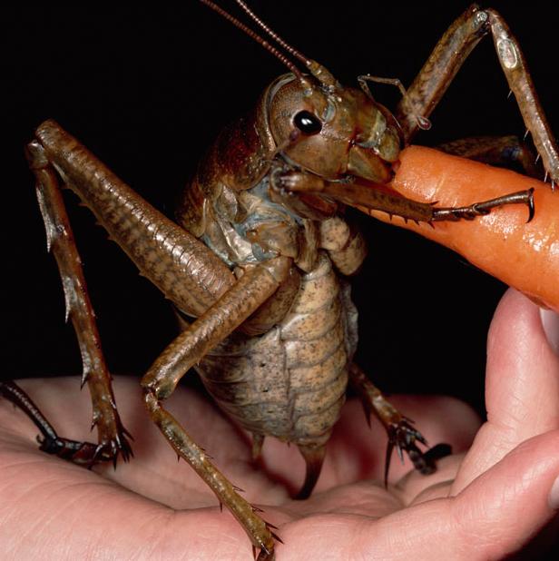 http://s3-ec.buzzfed.com/static/imagebuzz/terminal01/2011/12/1/10/worlds-largest-insect-18515-1322752599-1.jpg