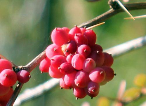 2 berberis parvifolia fr barres 21 oct 2011 173.jpg