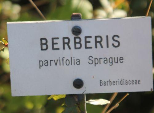 4 berberis parvifolia barres 21 oct 2011 174.jpg