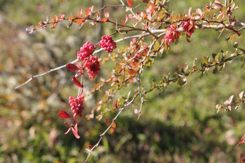 1 berberis parvifolia barres 21 oct 2011 173.jpg