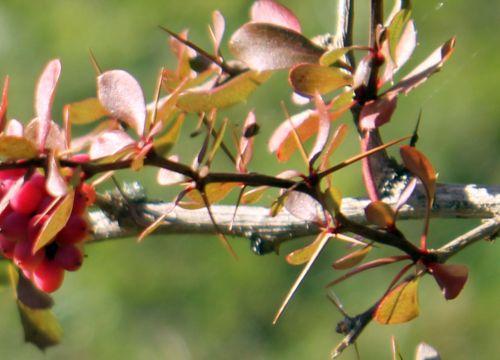 3 berberis parvifolia épines 21 oct 2011 173.jpg