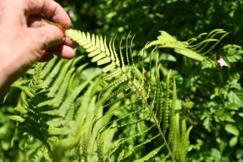 4 fougère romi 22 mai 040.jpg