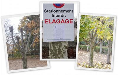 Elages des arbres sur la ville pour l'hiver un bien ou une exagération ? ?