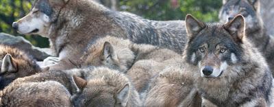 Les loups ont été domestiqués dans le Sud-Est Asiatique