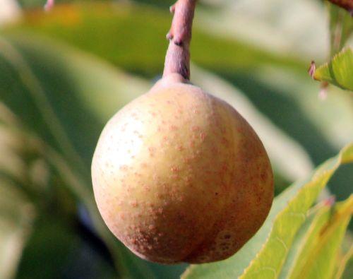 aesculus indica paris 12 nov 2011 199.jpg