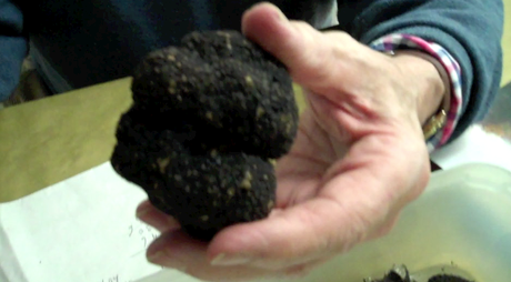 Les truffes de l’Yonne