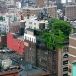 La nature sur les toits