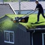 La nature sur les toits