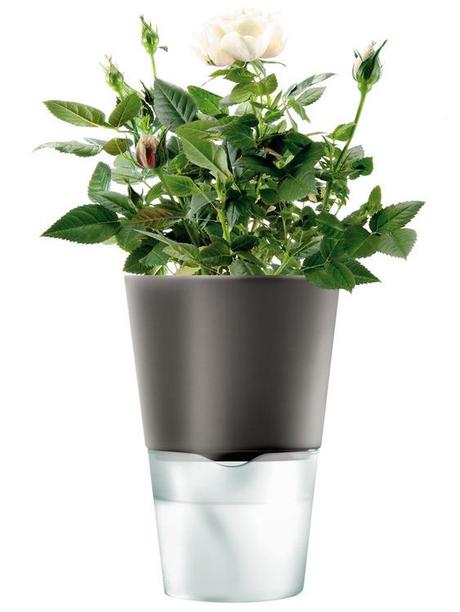http://www.madeindesign.com/imgzoom-Pot-a-reserve-deau-pour-plantes-aromatiques--Small-O-11-cm--Version-ceramique-Eva-Solo-ref568104%5B0%5D.jpg