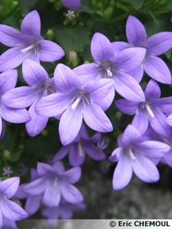 campanula-portenschlagiana.jpg