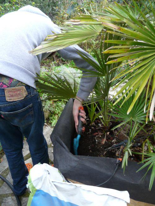 Changement de pot pour les palmiers chamereops !