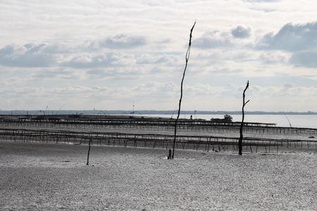 Marennes, ma belle... souvenir_marennes_oleron_6