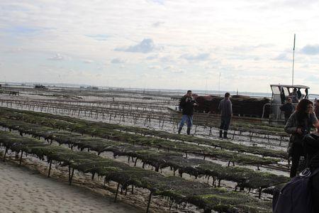 Marennes, ma belle... elevage_huitres