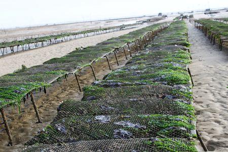 Marennes, ma belle... elevage_huitres_2