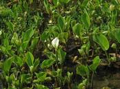 Calla palustris, marais