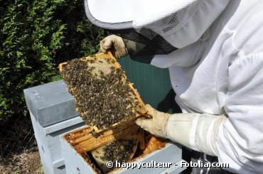Les apiculteurs lancent une pétition contre le maïs OGM en Europe