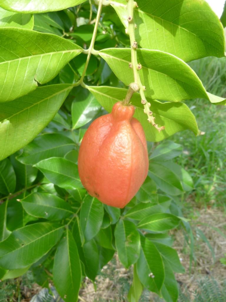 Qui pourrait me donner le nom de ce fruit ?