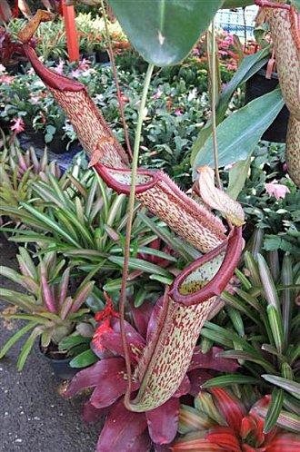 2011-12-01 02-35-20 - DSCF0596 (Medium)