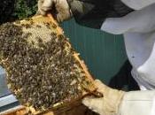 apiculteurs sortent leur dard