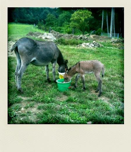 Idée weekend : Le Clos des Vignes, maison d’hôtes de charme