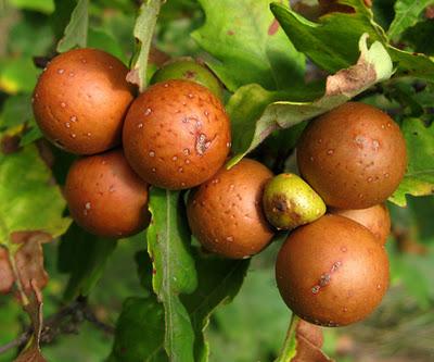 Des insectes gallicoles