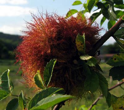 Des insectes gallicoles