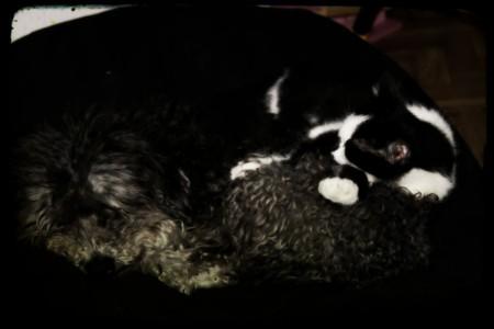 10 utilisations d’un chat