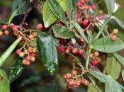 Zanthoxylum planispinum