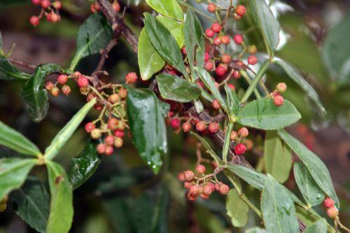 zantho plan fe paris 26 sept 2010 230.jpg