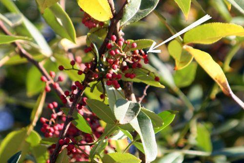 zantho plan paris 10 oct 2010 pa 157.jpg