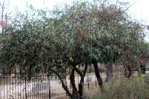 paris 4 déc 2011 067.jpg