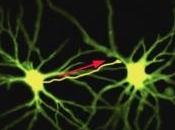 MÉMOIRE vieillissement: protéine pourrait rajeunir neurones Journal Neuroscience