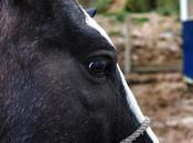 Spectateur imprévu. Mais curieux merdier. propriétaire,...