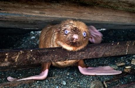 Happy Feet 3.......not really but not far away! albinos11.jpg