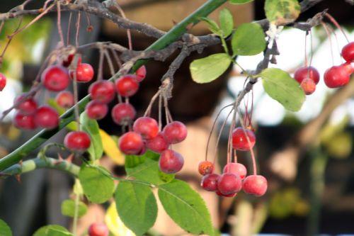 4 malus hup 27 nov 2010 199.jpg