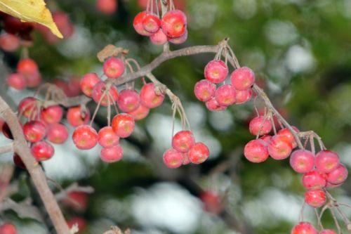 7 malus hupe paris 4 déc 2011 062.jpg