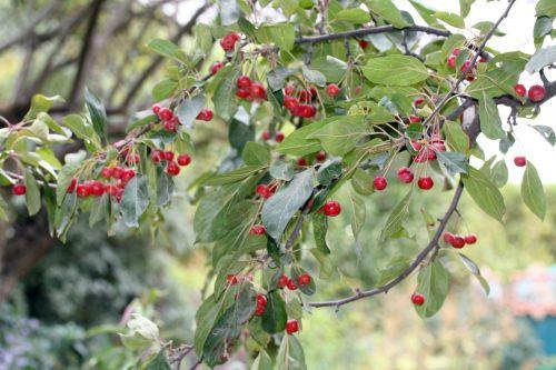 1 malus hup paris 6 oct 017.jpg