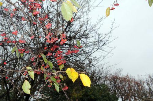 5 malus hupe paris 4 déc 2011 062 (1).jpg