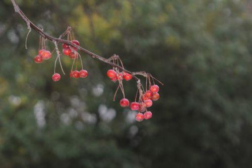 6 malus hupe paris 4 déc 2011 062 (2).jpg