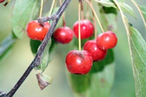 3 malus hup paris 6 oct 018.jpg