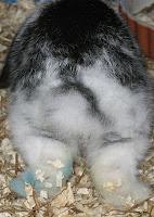 Cake humide,cuisson au cuit-vapeur, entre DUKAN & index glycèmique faible