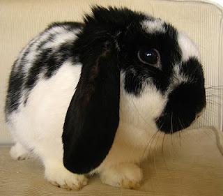 Cake humide,cuisson au cuit-vapeur, entre DUKAN & index glycèmique faible