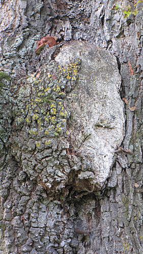 visage-chene-rapproche.JPG