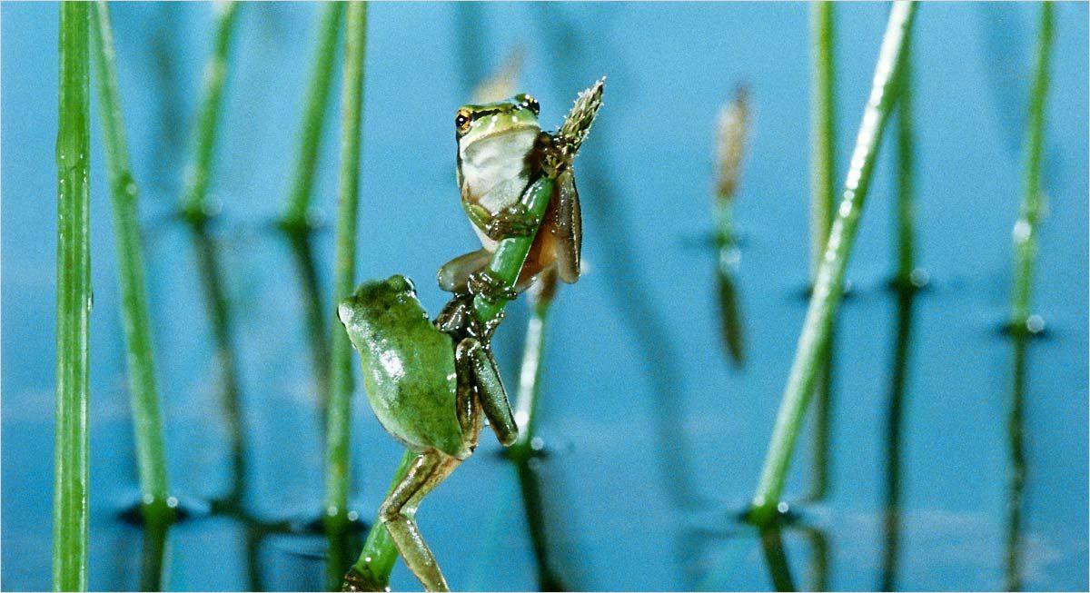 [Avis] La clé des Champs réalisé par Claude Nuridsany et Marie Pérennou, 2011